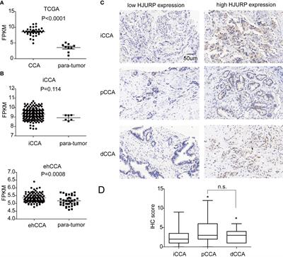 The expression, clinical relevance, and prognostic significance of HJURP in cholangiocarcinoma